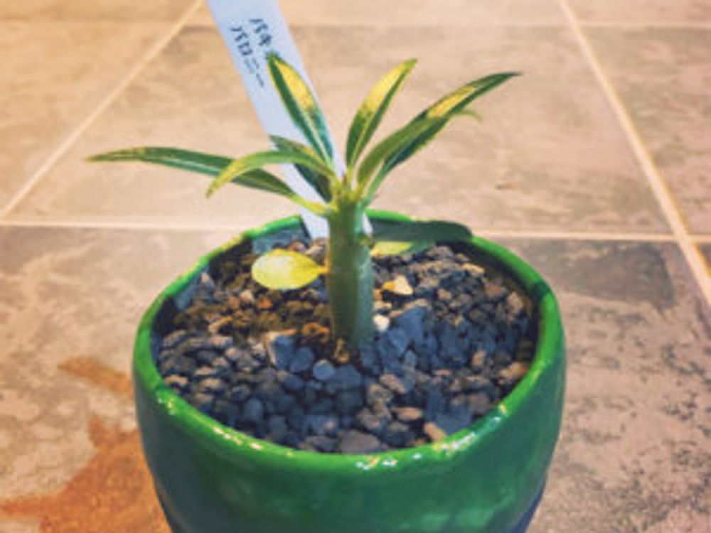 パキポディウム・バロニー　苗