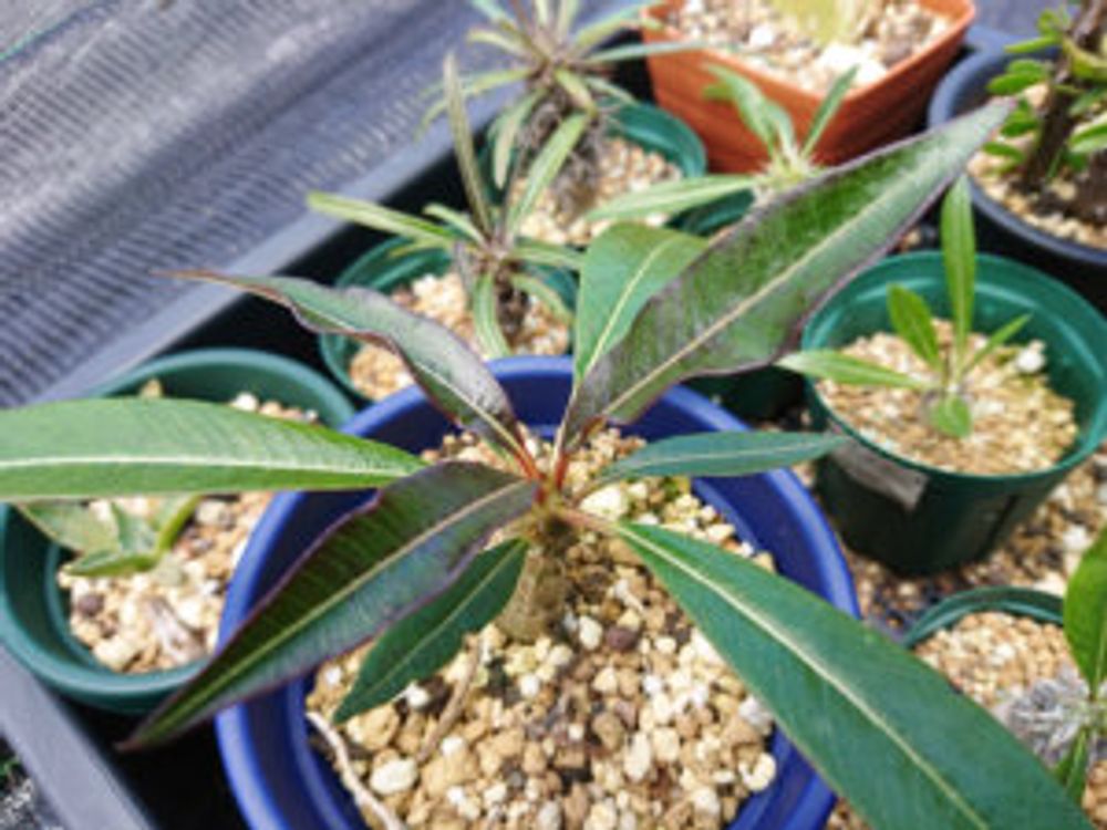 パキポディウム・バロニー