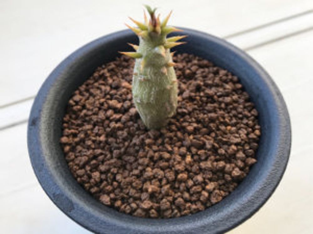 パキポディウム・バロニー　鉢植え １つ