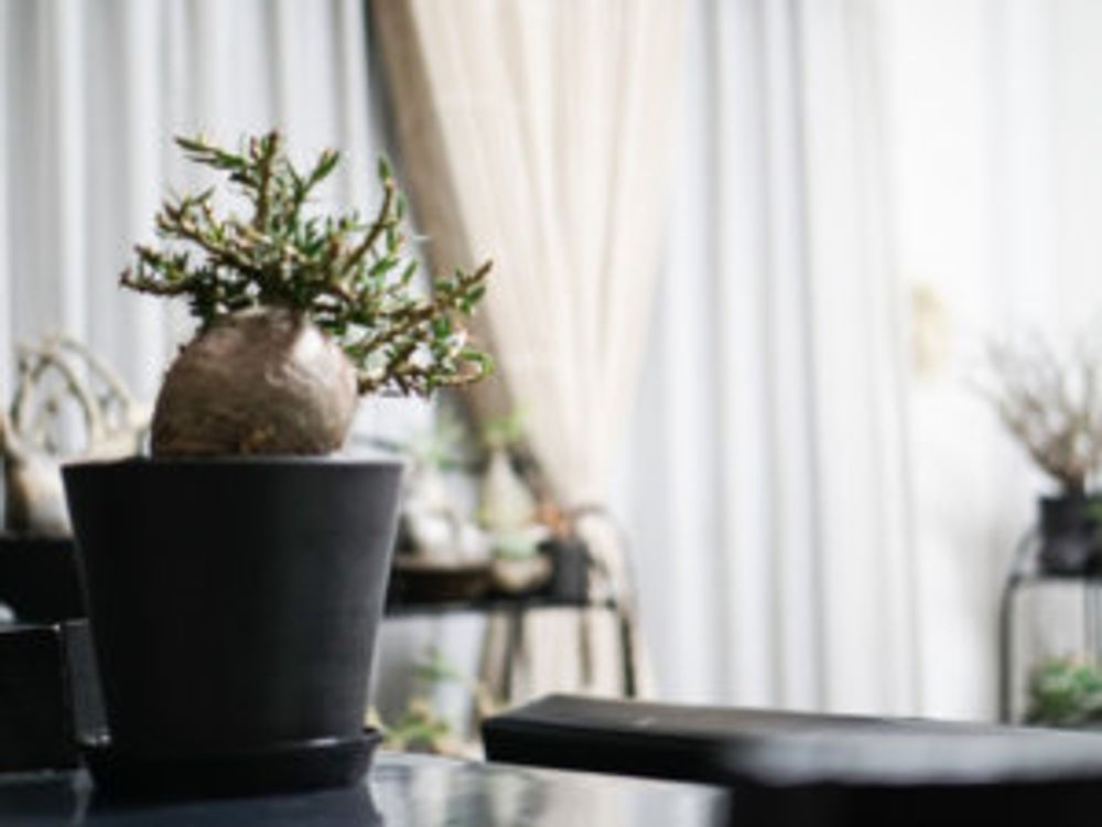 パキポディウム・ビスピノーサム　インテリア