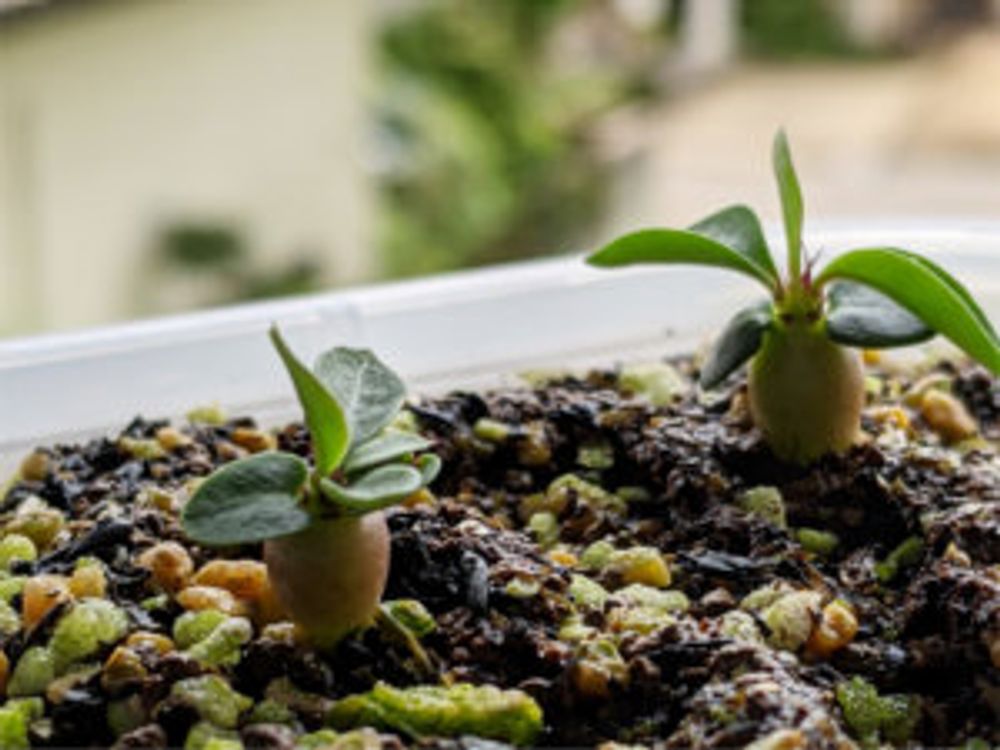 パキポディウム・ビスピノーサム 芽