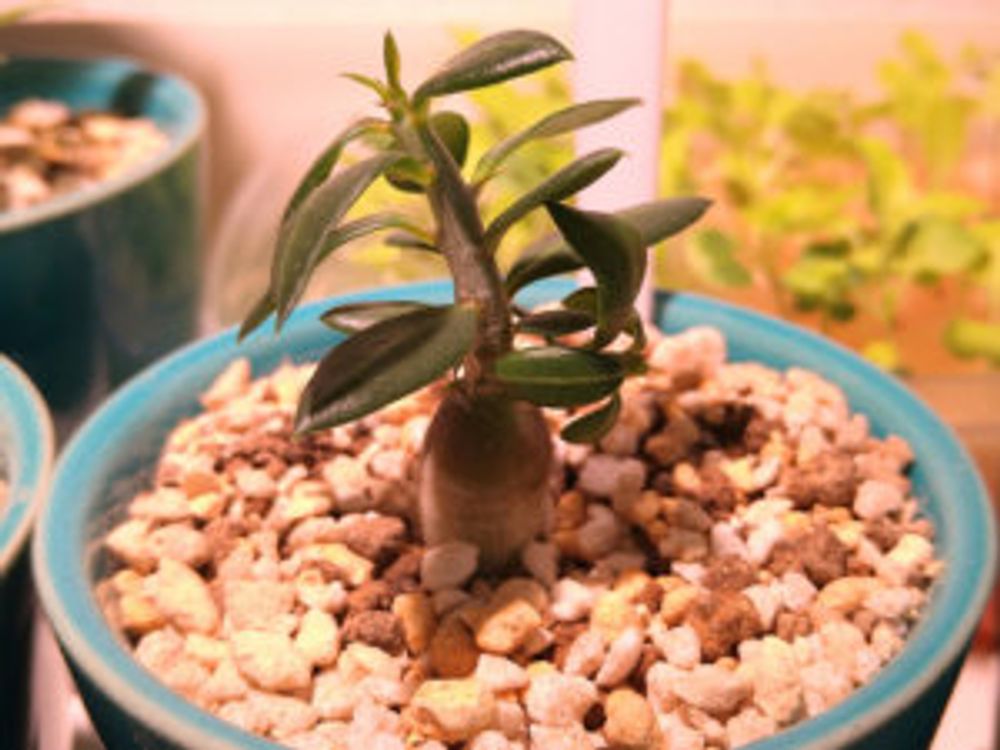 パキポディウム・ビスピノーサム　苗