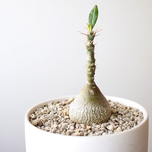 パキポディウム・ビスピノーサム｜水やりや植え替えの時期や方法 