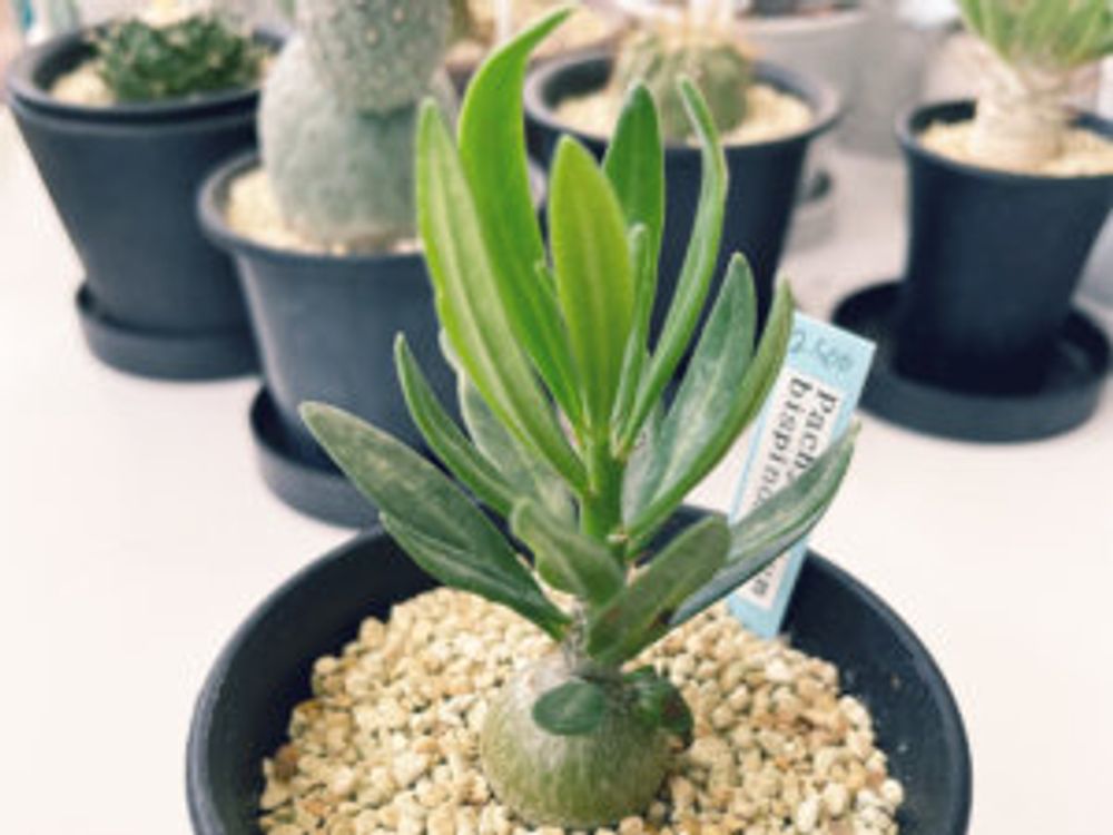パキポディウム・ビスピノーサム　鉢植え