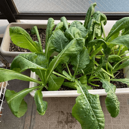 カインズの ひとコマ菜園 まとめレポート3期 4期 Greensnap グリーンスナップ