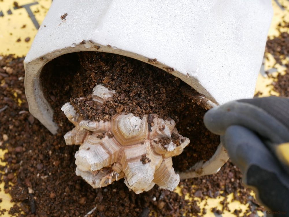 亀甲竜 植え替え 鉢から出す