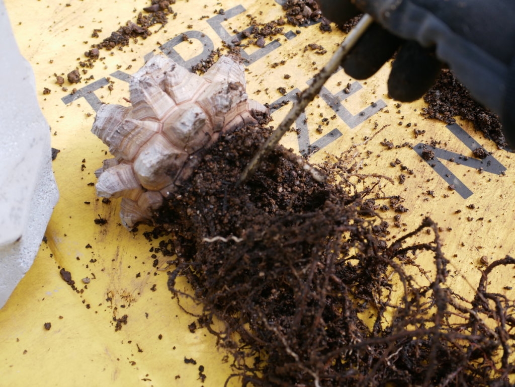 亀甲竜 植え替え 根鉢をほぐず
