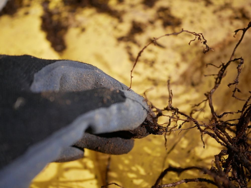 亀甲竜 植え替え 根を剪定する