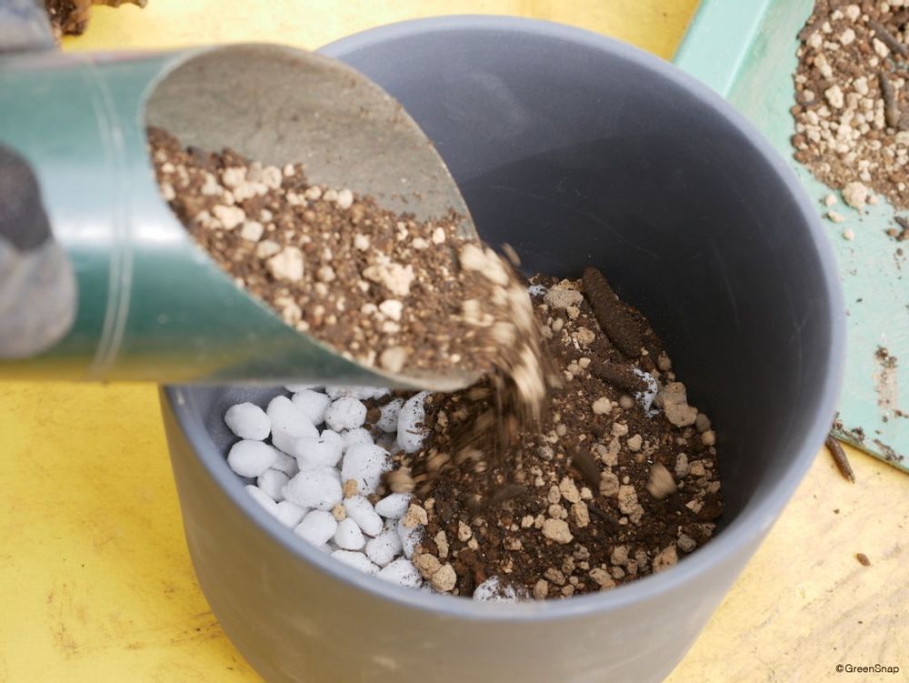 亀甲竜 植え替え 新しい鉢の準備