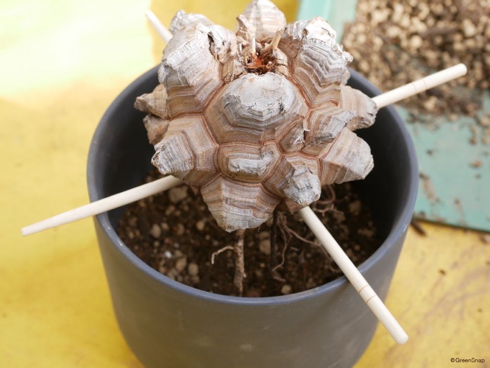 亀甲竜 植え替え 鉢に土をいれていく