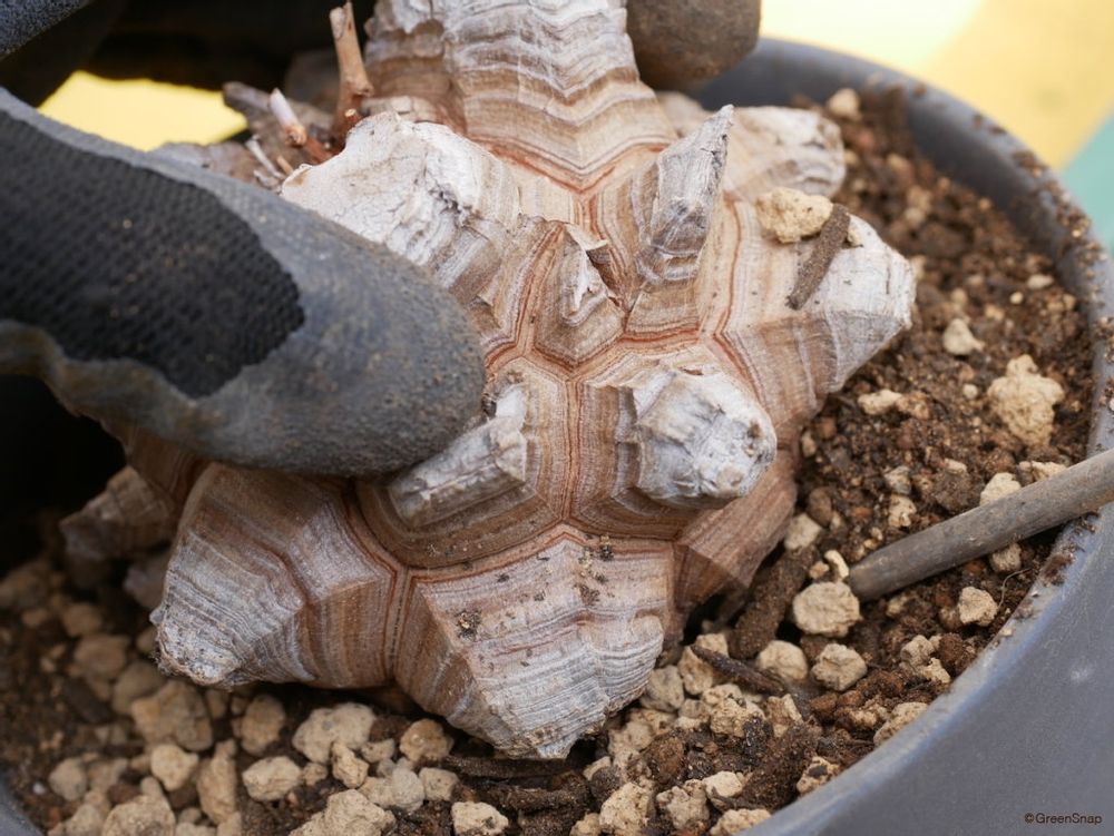 亀甲竜 植え替え 棒でつつきながら隙間に土をいれる