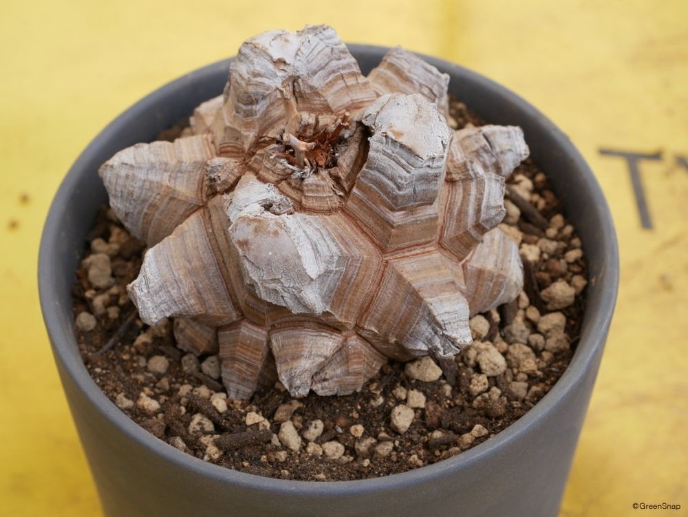 亀甲竜 植え替え完了