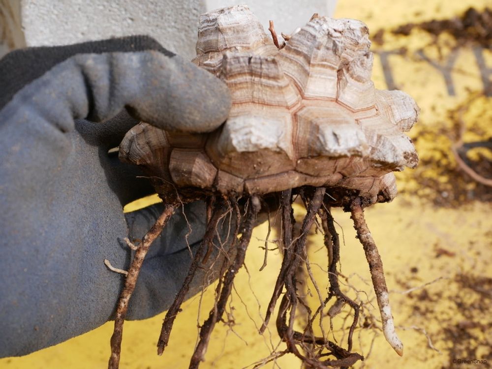 亀甲竜 植え替え 根の剪定後