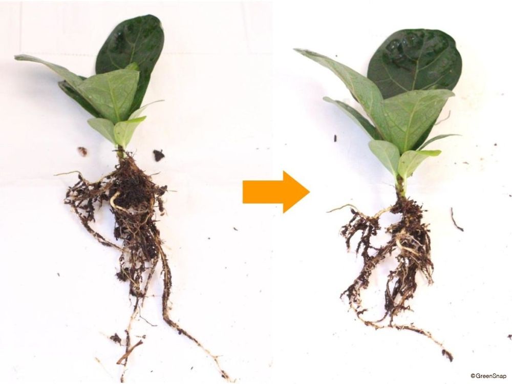 ゴムの木 植え替え 根を切る前と切った後
