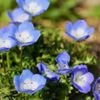 ネモフィラの花言葉｜怖い意味はある？別名と和名の同じ花がある？の画像