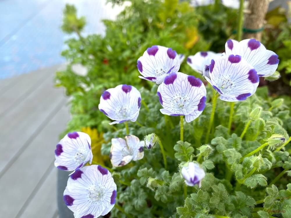 ネモフィラ 白紫