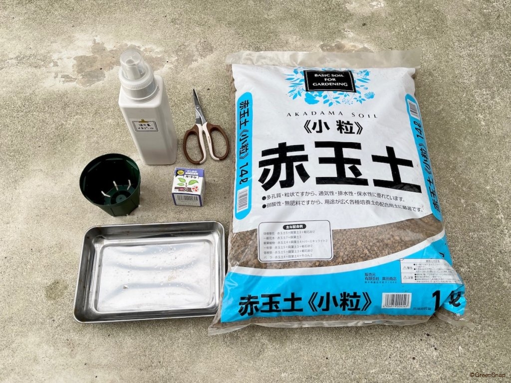 マーガレット 切り戻し 挿し木 用意するもの