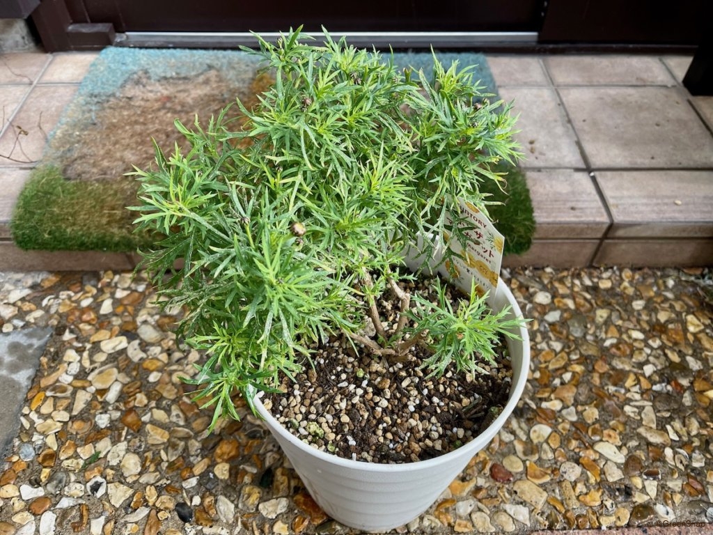 マーガレット 切り戻し 元の株