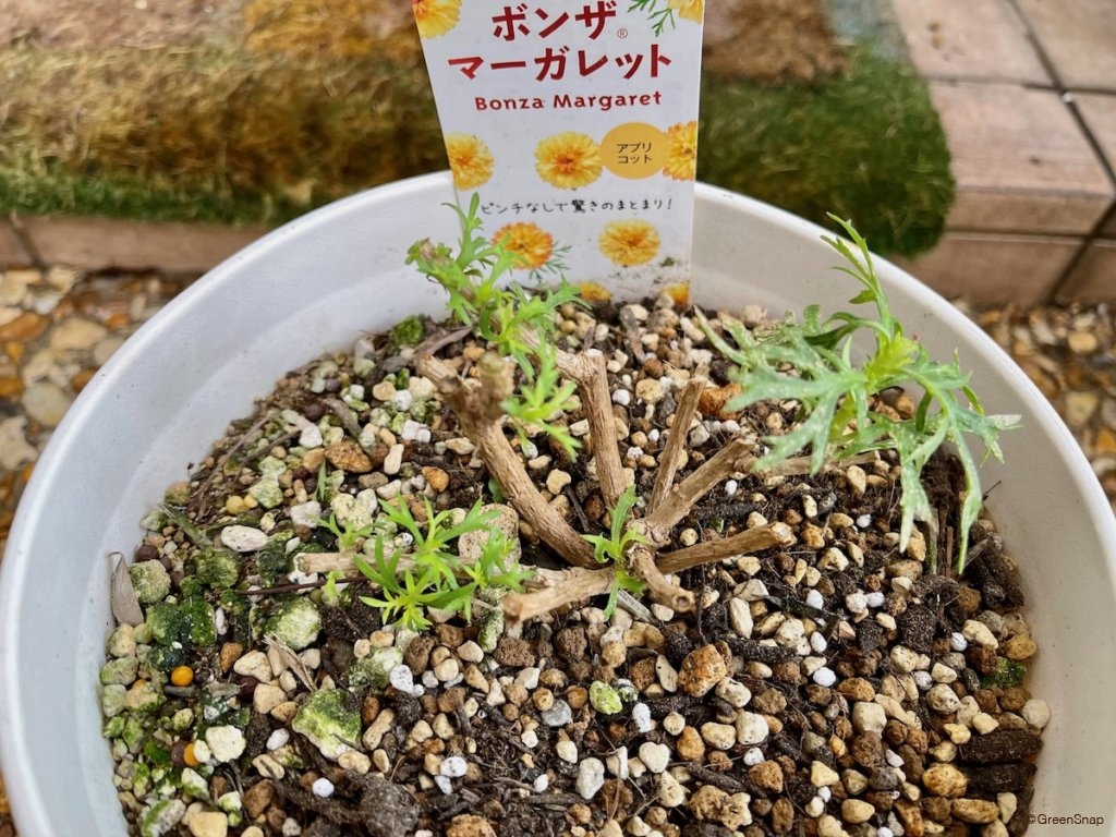 マーガレット 切り戻し 切った後