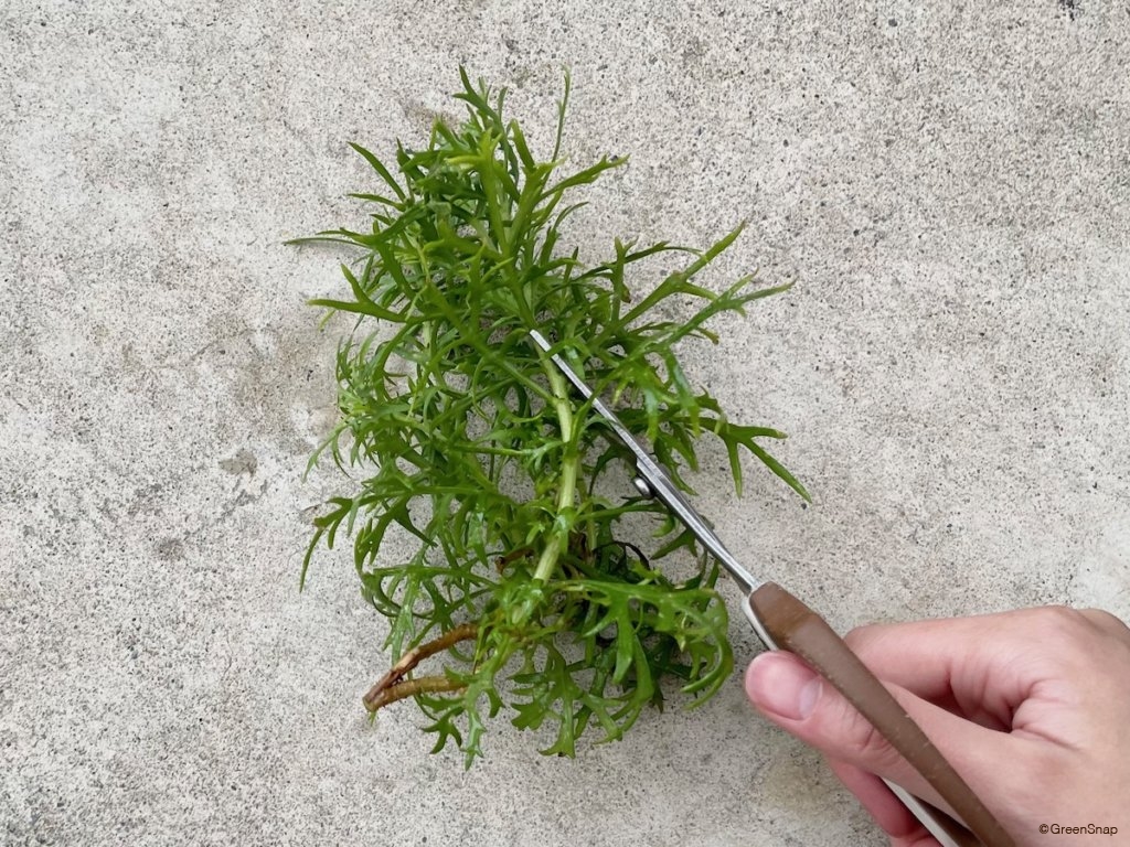 マーガレット 挿し木 切り分ける