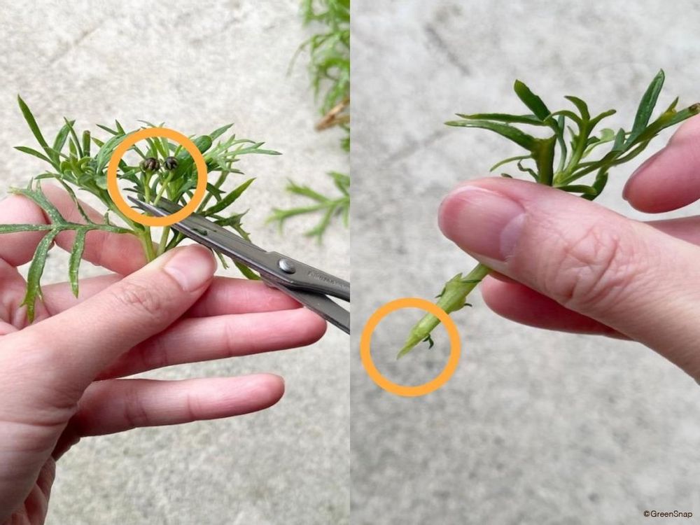 マーガレット 挿し木 挿し穂を整える