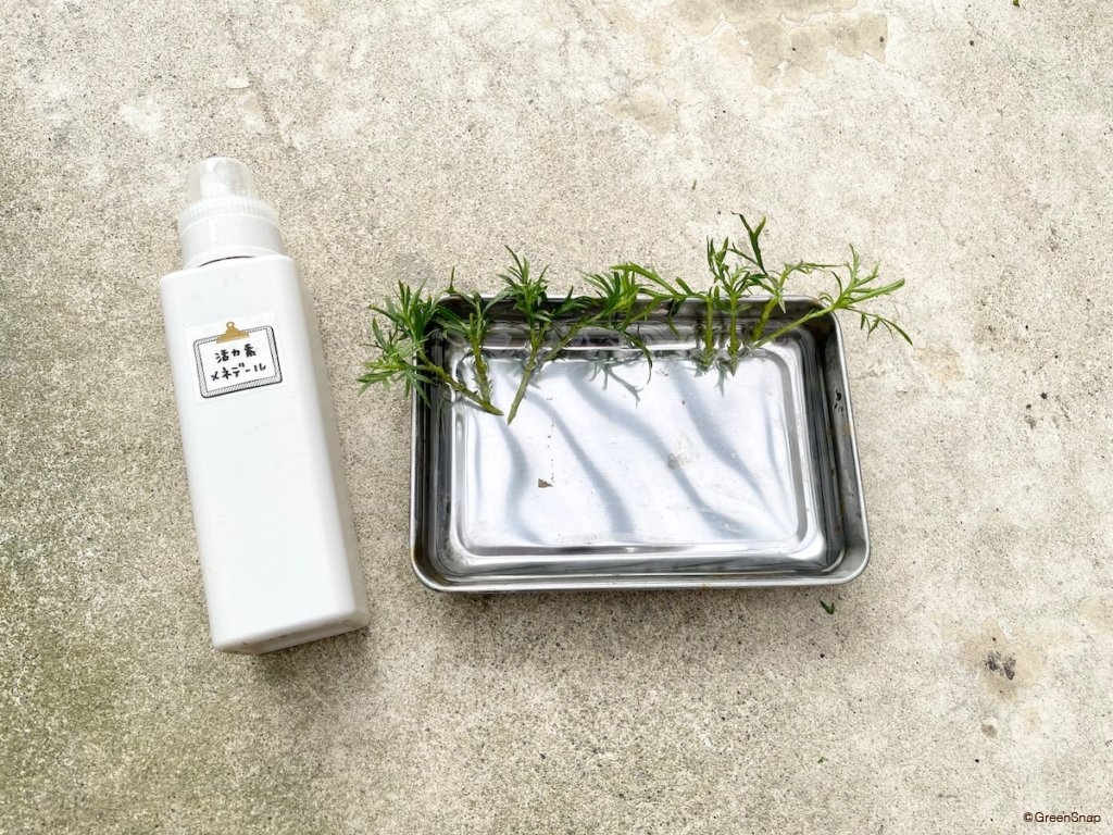 マーガレット 挿し木 挿し穂を水に浸す