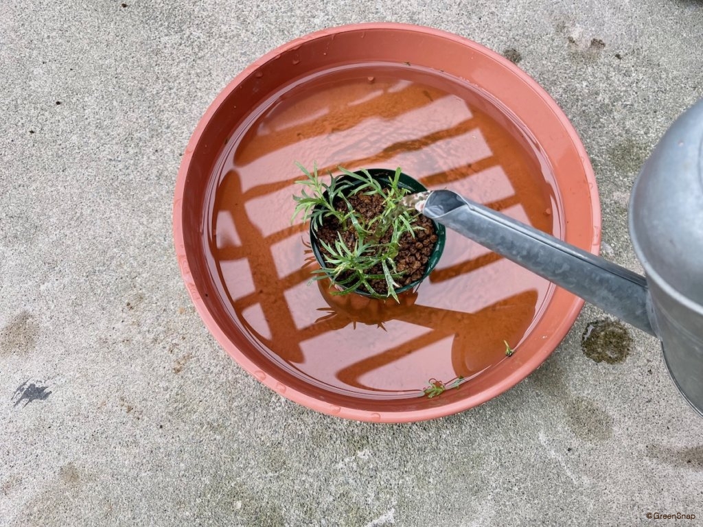 マーガレット 挿し木 水やり