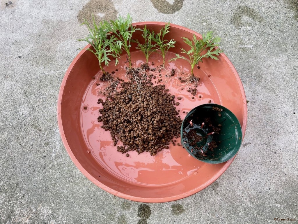 マーガレット 挿し木 発根したらポット上げ