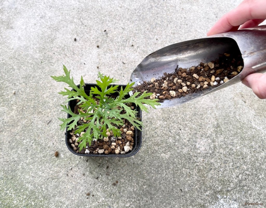 マーガレット 挿し木 培養土に植える