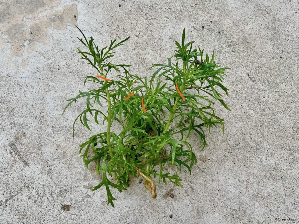 挿し木 切り分ける