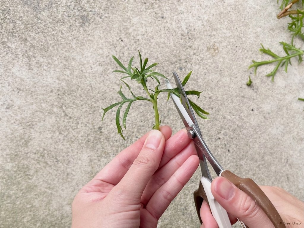 挿し木 挿し穂を整える