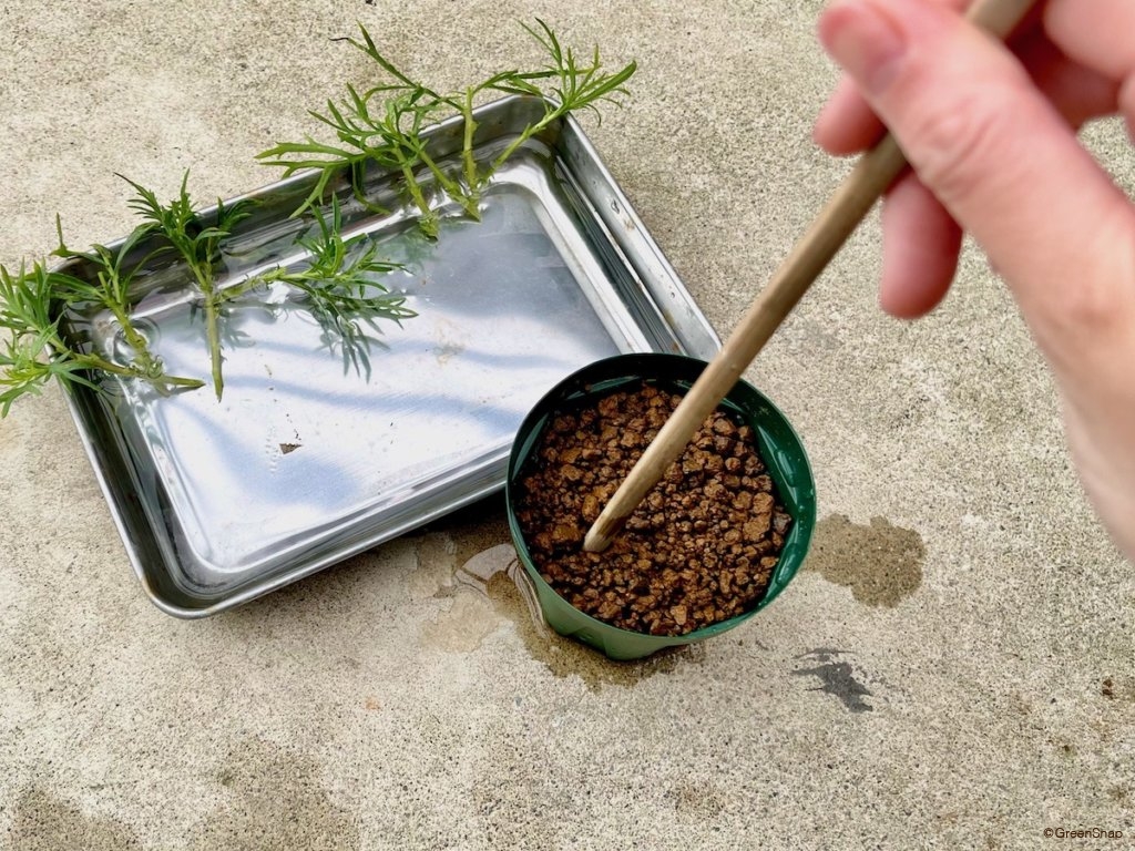 挿し木 挿し穂を水につけて植え穴をあけておく