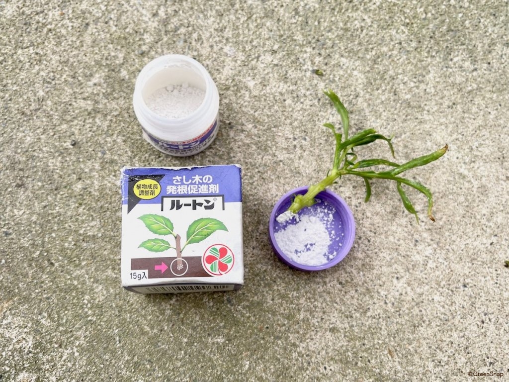 挿し木 切り口に発根促進剤をつける