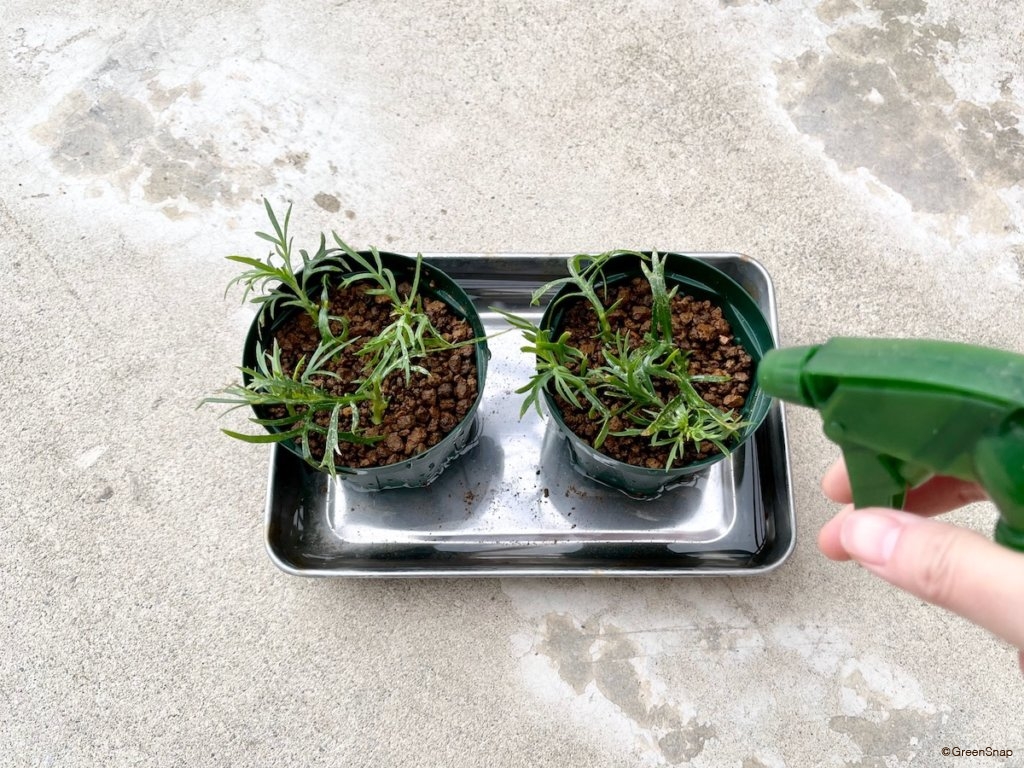 挿し木 さしたらたっぷり水やり