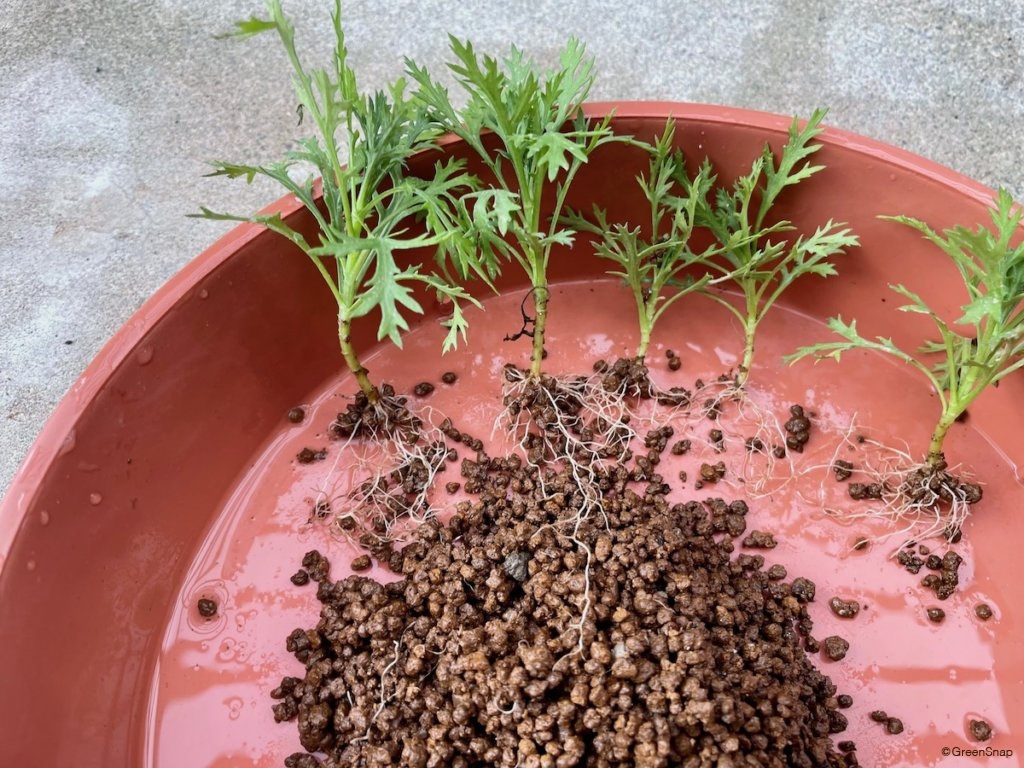 挿し木 発根している