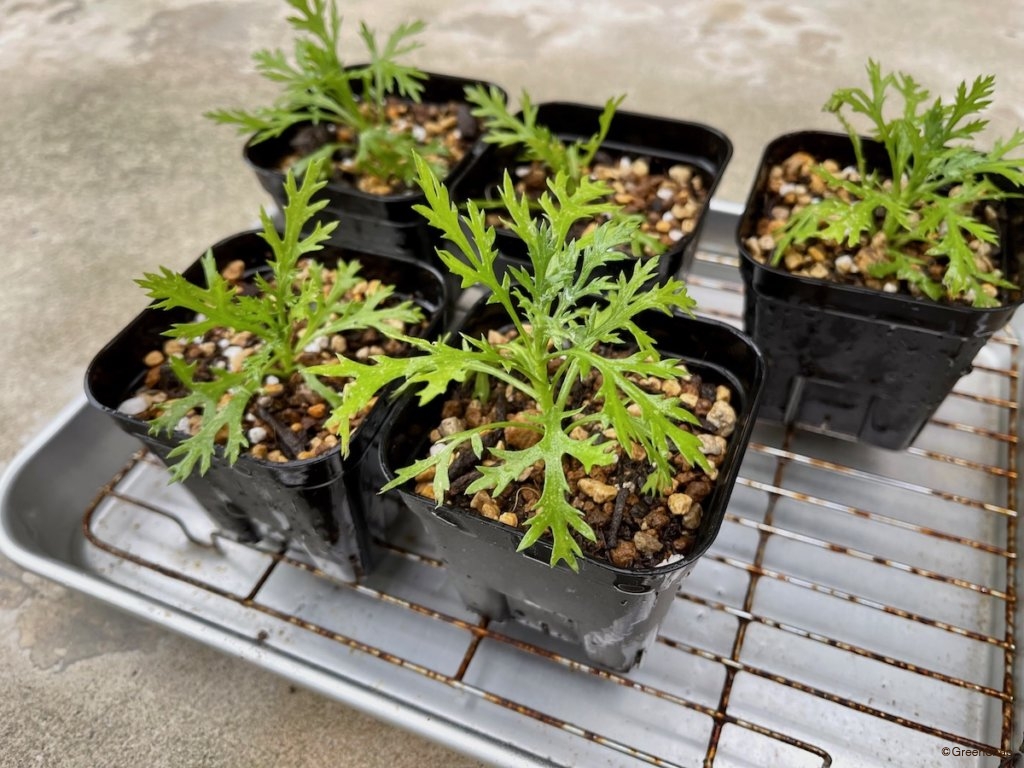 挿し木 ポット上げ