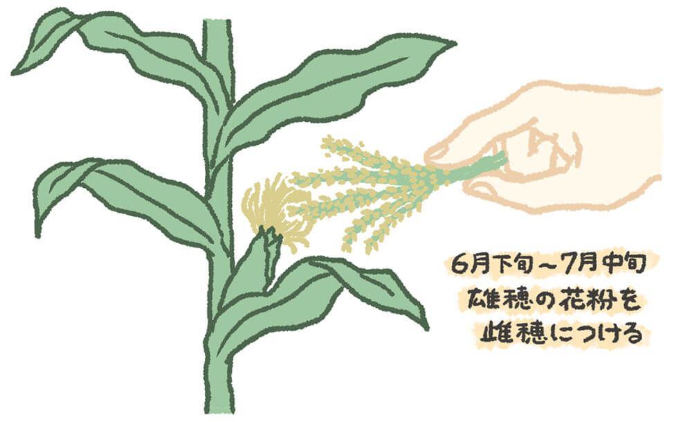 トウモロコシ 人工授粉 イラスト