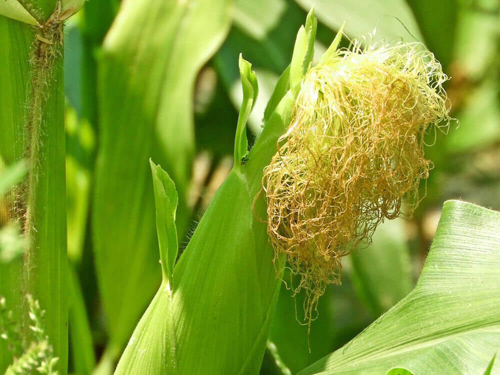 トウモロコシの受粉 タイミングや方法は 雌花と雄花の見分け方は Greensnap グリーンスナップ