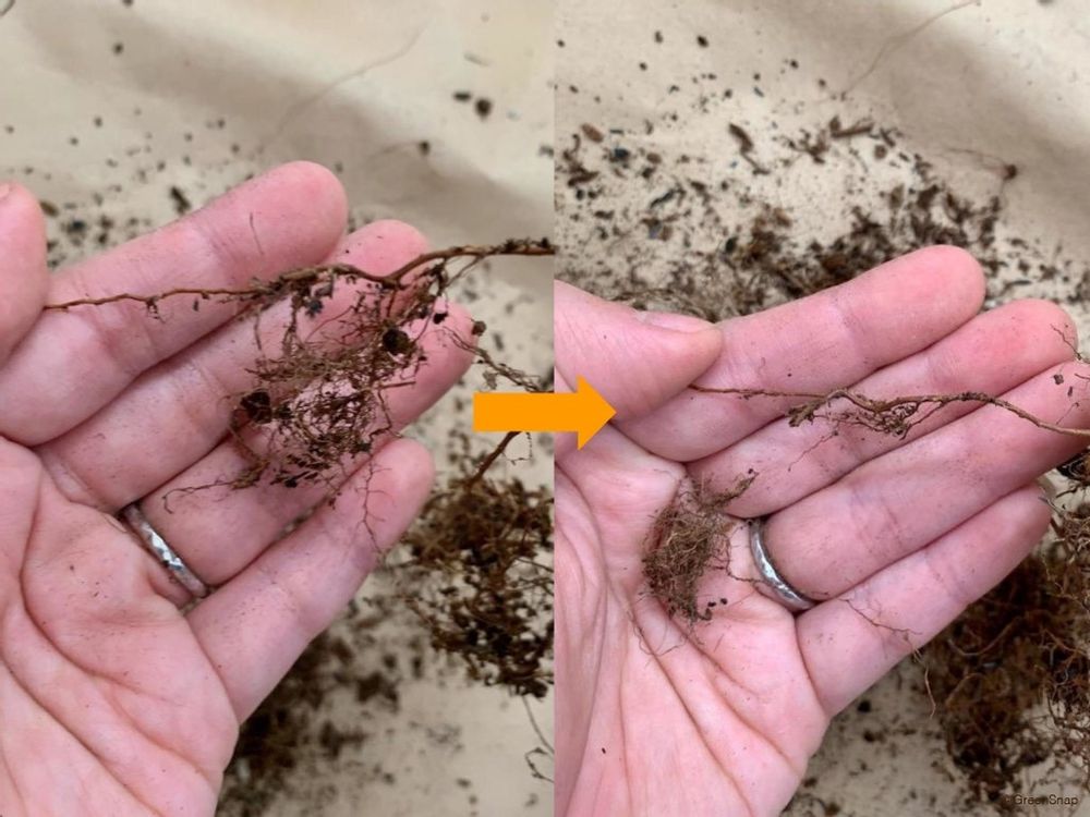 ガジュマル 植え替え 手順5