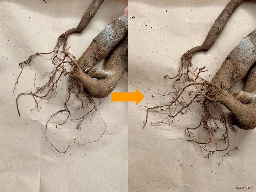 ガジュマル 植え替え 手順6