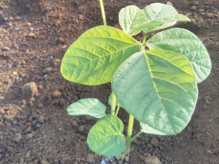 枝豆 エダマメ の育て方 種まきや摘心の時期は プランターで栽培できる Greensnap グリーンスナップ
