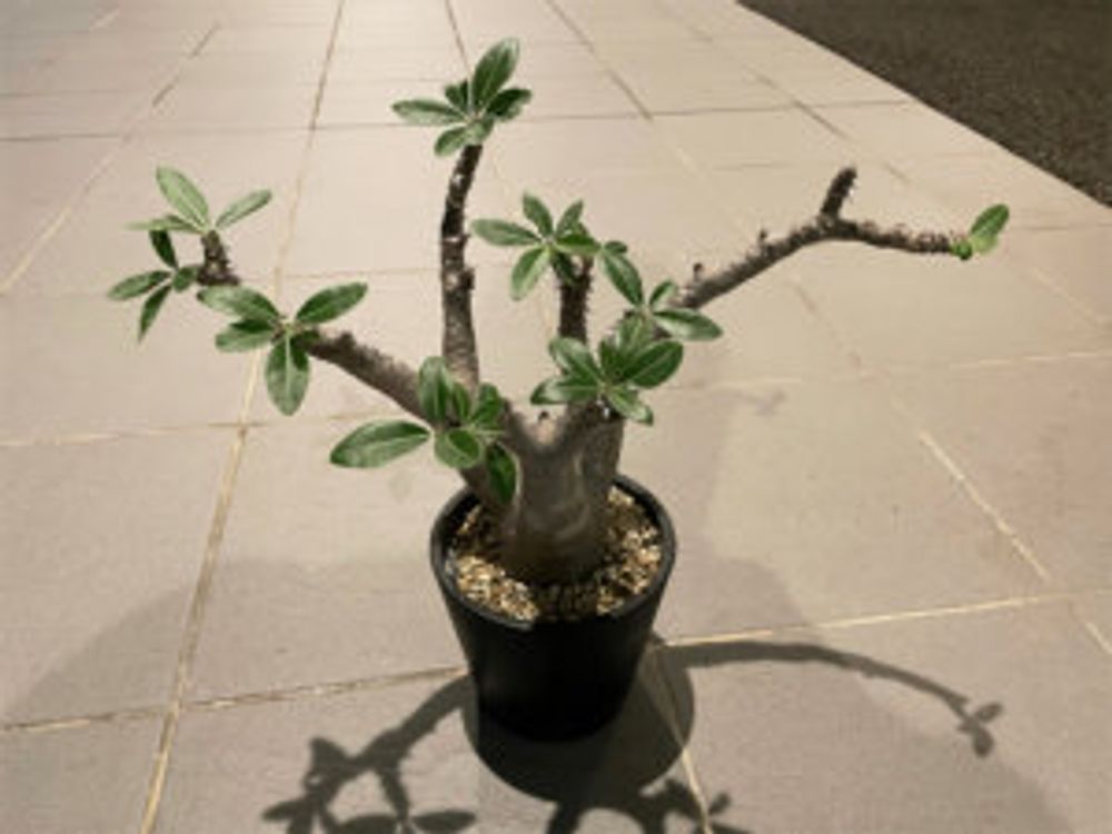 パキポディウム・マカイエンセ　鉢植え　屋外