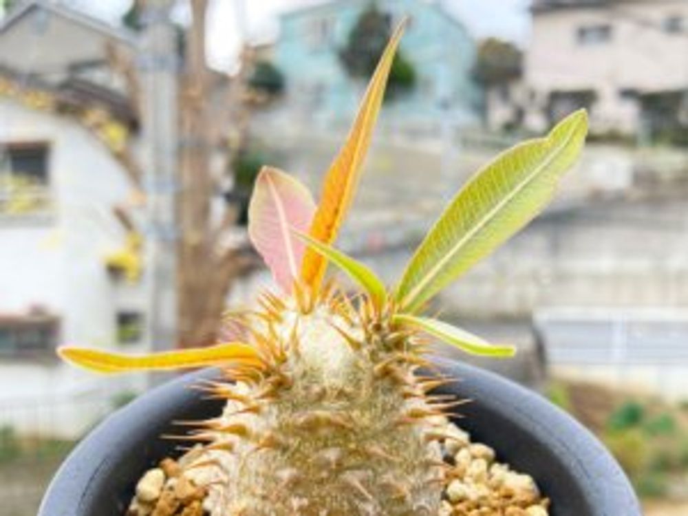 パキポディウム・マカイエンセ　鉢植え