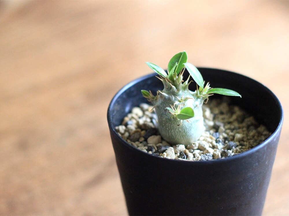 パキポディウム　マカイエンセ 種子] パキポディウム マカイエンセ Pachypodium rosulatum ssp