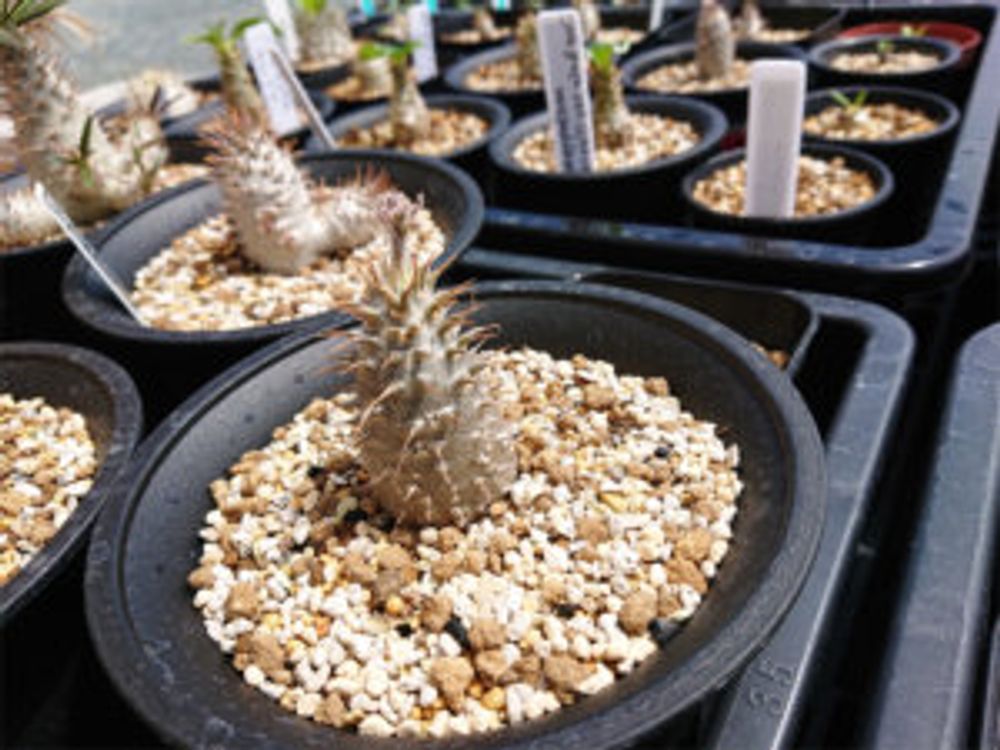 パキポディウム・マカイエンセ　鉢植え　沢山