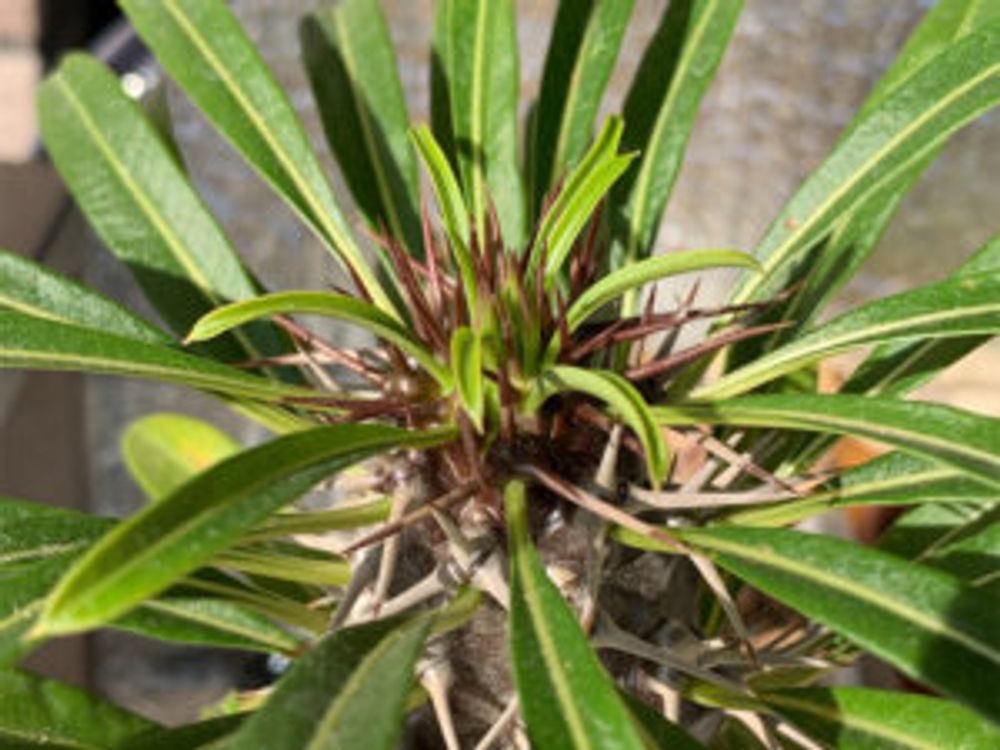 パキポディウム・ラメレイ　アップ