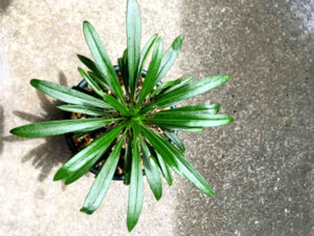 パキポディウム・ラメレイ　上から