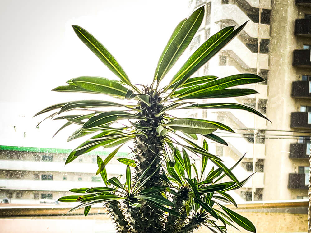 【早い者勝ち】パキポディウム　ラメリー 758bc002ca31e26f452e1cb90b56e7