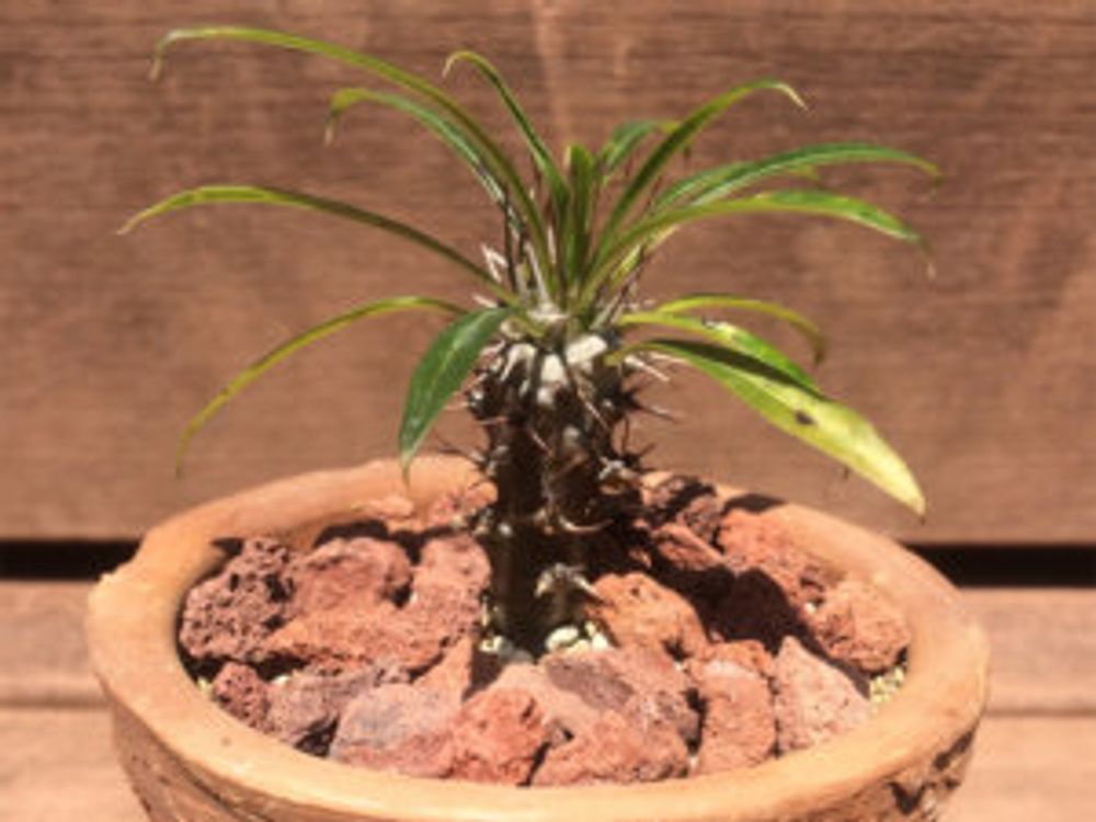 パキポディウム・ラメレイ　鉢植え　屋外