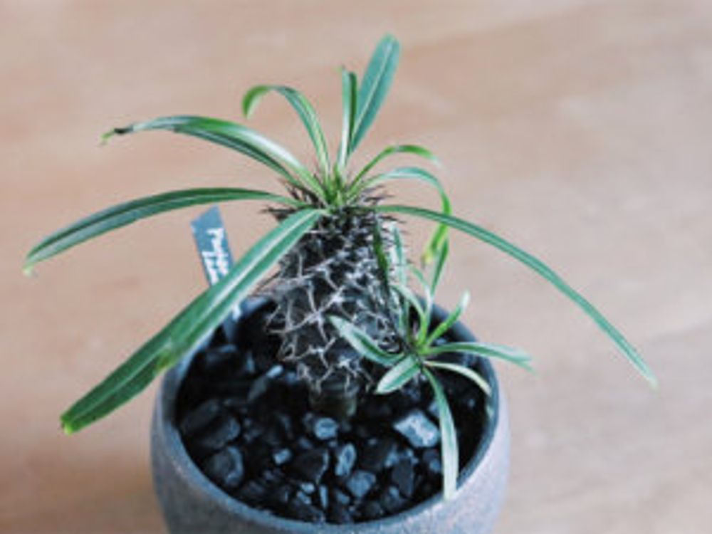 パキポディウム・ラメレイ　鉢植え　室内